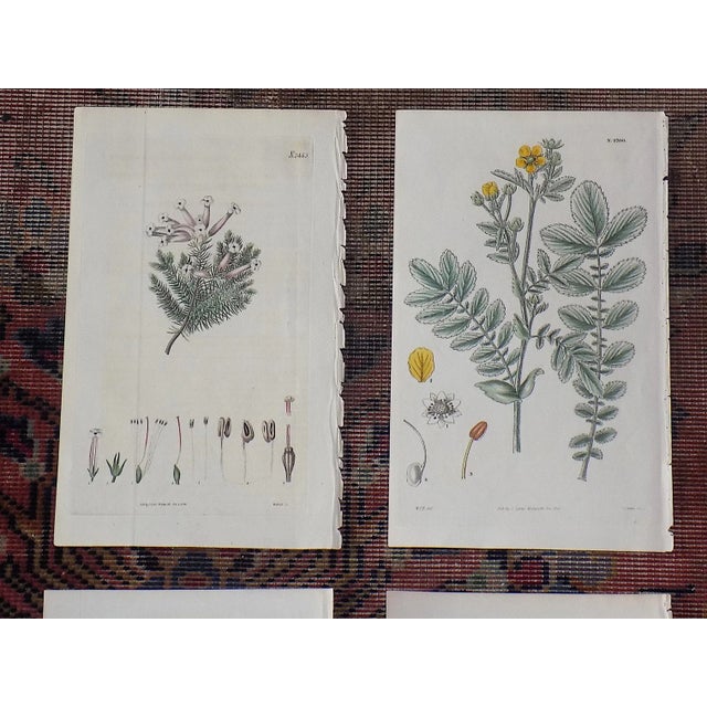 Antique 19th Century Botanical Engravings-Hand Color-Set of 9 For Sale - Image 4 of 9