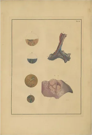 F.D. Reisseisen, Medical Print of Lungs, 1822, Print