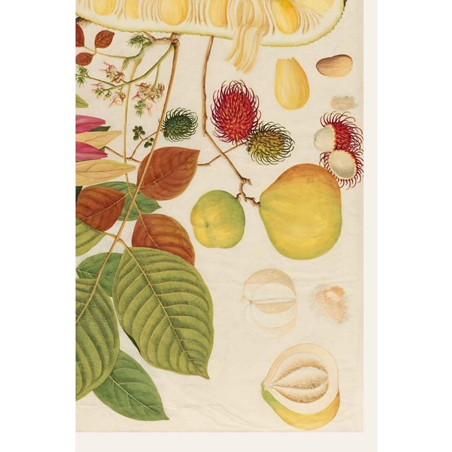 Asian Tropical Fruit Botanical Plate 1, Giclée Art Print, 8" X 12" For Sale In Buffalo - Image 6 of 9