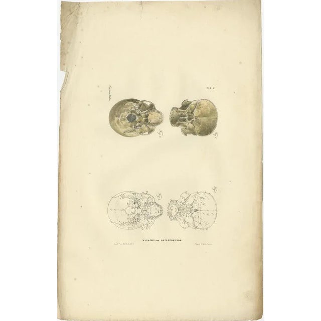 Anatomy Illustrations of Osteology, 1839, Prints, Set of 12 For Sale - Image 9 of 14