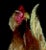 1990s Rooster & Hen, Original Pastel Painting, Wall Art, by Van Ness For Sale - Image 5 of 13