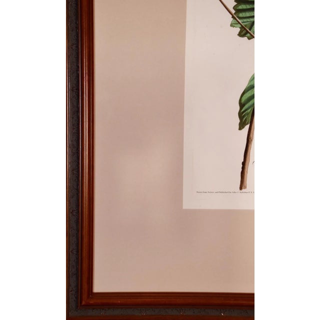 Sculpture Materials Swainson's Warbler: A Framed Original Hand-Colored Audubon Folio Bird Engraving, 1828 For Sale - Image 7 of 7