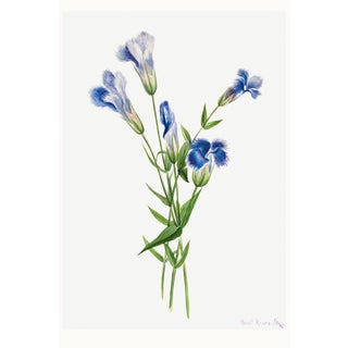 Fringed Gentian, Vintage Botanical Art Print Reproduction by Mary Vaux Walcott, 32" X 48" For Sale