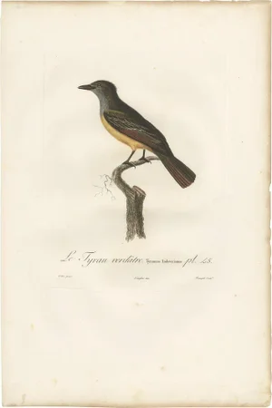 Vieillot, Bird Illustration of a Tyrant Flycatcher, 1807, Print