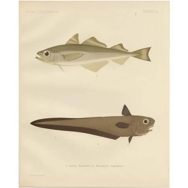 Erdmann, Esmarks Cod and Grenadier Fish, 1895, Lithograph For Sale
