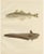 Erdmann, Esmarks Cod and Grenadier Fish, 1895, Lithograph For Sale