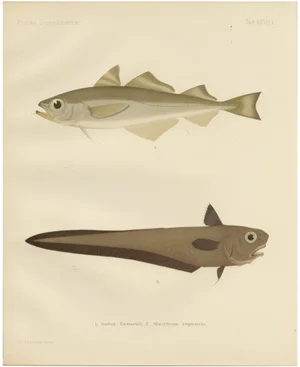 Erdmann, Esmarks Cod and Grenadier Fish, 1895, Lithograph
