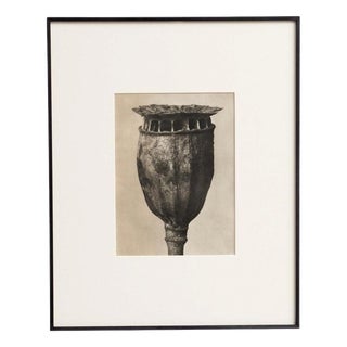 Karl Blossfeldt, Natural Grace, 1942, Photogravure, Framed For Sale