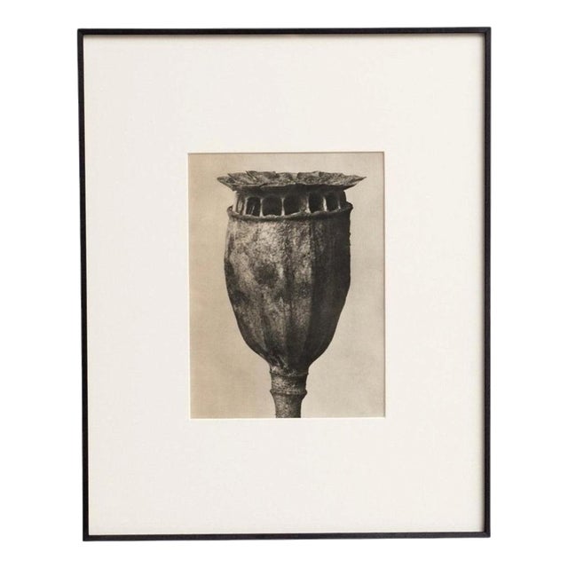 Karl Blossfeldt, Natural Grace, 1942, Photogravure, Framed For Sale
