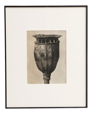 Karl Blossfeldt, Natural Grace, 1942, Photogravure, Framed