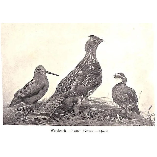 Green Rob and His Gun For Sale - Image 8 of 11