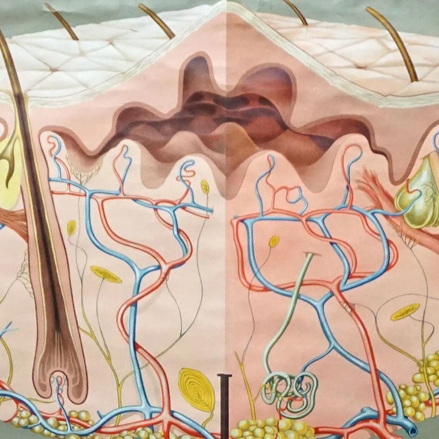 Hagemann Medical Rollable Poster Wall Chart Human Body Skin Cross Section For Sale - Image 3 of 6