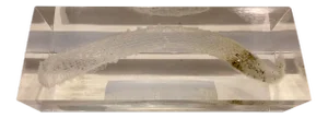 "The Venus Flower Basket" on Lucite