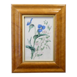 19th Century English Framed Botanical Print For Sale