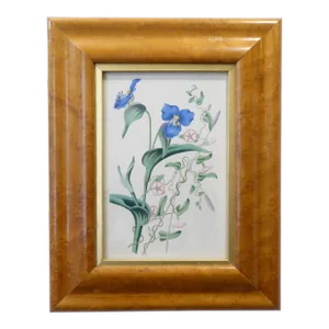 19th Century English Framed Botanical Print
