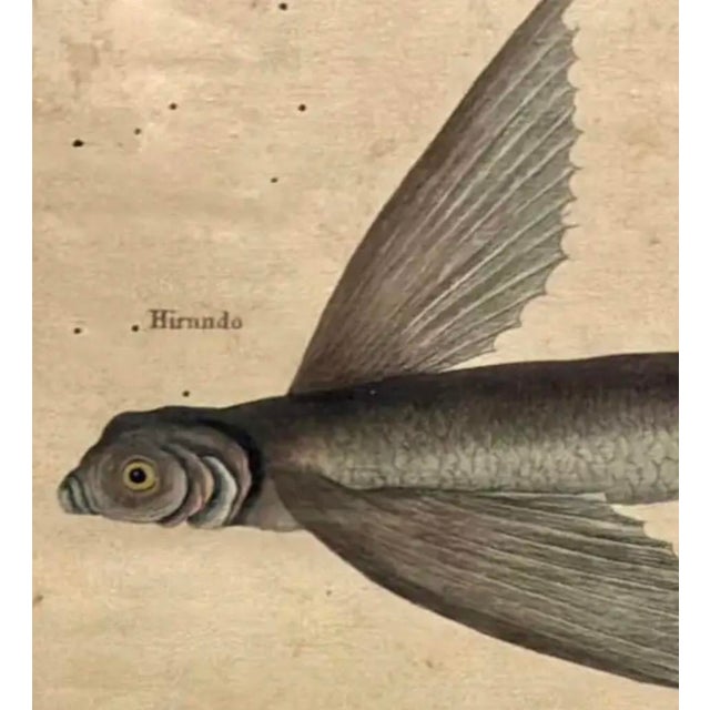 18th Century Framed Trio of Fish Engraving by Mark Catesby For Sale In Tampa - Image 6 of 10