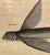 18th Century Framed Trio of Fish Engraving by Mark Catesby For Sale In Tampa - Image 6 of 10