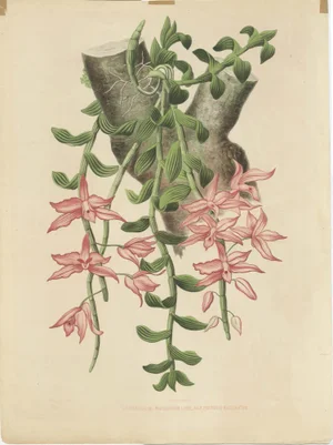 Orchid Elegance: Huge Exquisite Chromolithograph of the Dutch Colonial, 1854, Paper