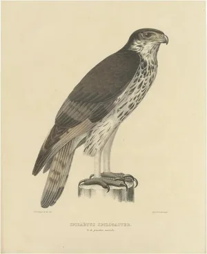 Severeyns, African Hawk-Eagle, 1850, Paper