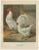 Christian Förster, The Distinguished Ramelsloher Chicken, 1888, Lithograph, Print For Sale - Image 10 of 10