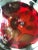 Scarlet 1960s Murano Gold Spots in Red Attributed to Flavio Poli for Seguso For Sale - Image 8 of 10