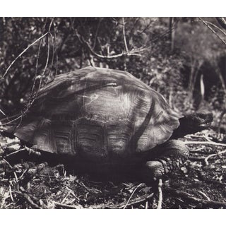 Hanna Seidel, Galápagos Turtle, Black and White Photograph, 1960s For Sale