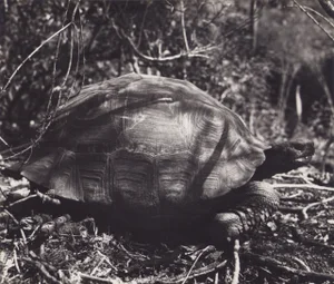 Hanna Seidel, Galápagos Turtle, Black and White Photograph, 1960s