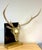 Monumental Sarreid Brass Deer Mount with Removable Antlers, Spain, 1970s For Sale In West Palm - Image 6 of 17