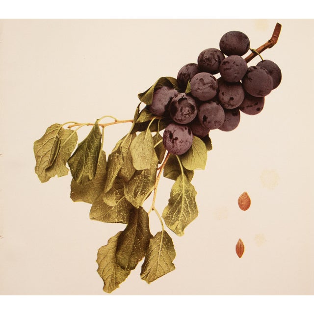 1900 - 1909 1900s U. P. Hedrick, Original Antique Photogravure of Freestone Plums For Sale - Image 5 of 7