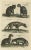 Domestic and Wild Cat Species, 1657, Paper For Sale - Image 3 of 7