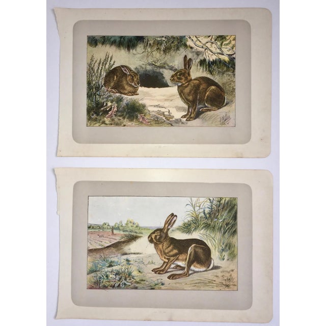 1907 French Photogravure Print of Barbary Partridges & Grey Partridges For Sale - Image 10 of 11