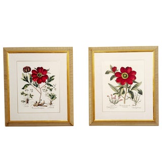 Large Botanical Lithographs Vibrant Color In Gold Gilt Frames Set Of 2 Red Floral For Sale