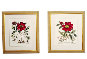 Large Botanical Lithographs Vibrant Color In Gold Gilt Frames Set Of 2 Red Floral
