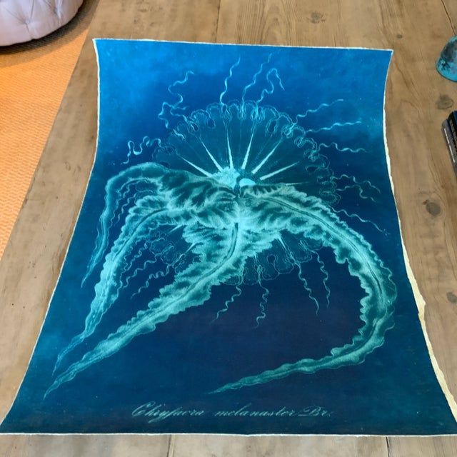 Paper Original Vintage Natural Curiosities Sealife Print, Electric Blue and Green For Sale - Image 7 of 8