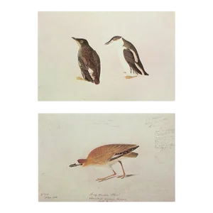 Marbled Murrelet and Mountain Plover After Audubon, 1966 Cottage Prints