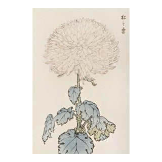 White Chrysanthemum by Hasegawa, Vintage Japanese Botanical Art Print, 20" X 30" For Sale