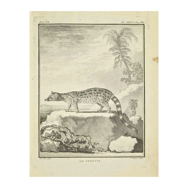 Jean Charles Baquoy, La Genette, Etching, 1771 For Sale