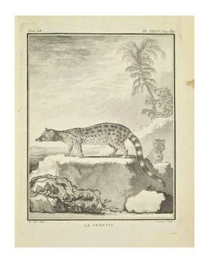 Jean Charles Baquoy, La Genette, Etching, 1771