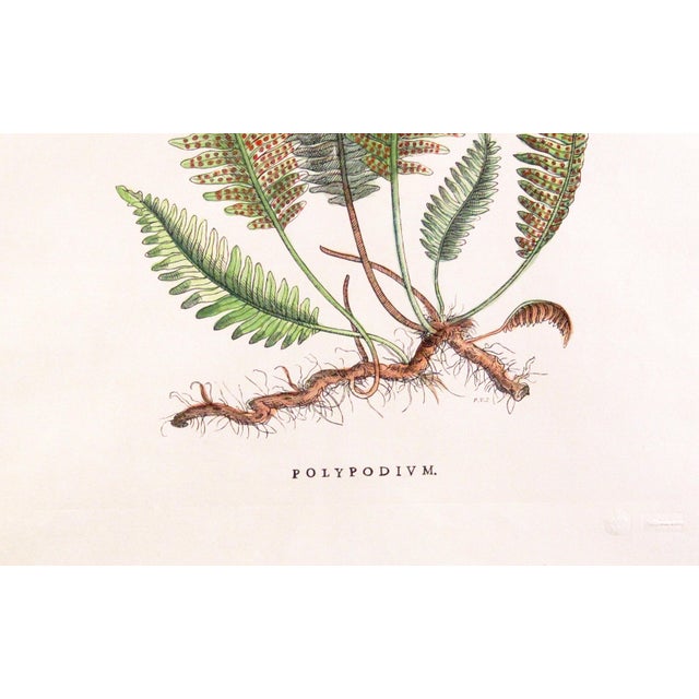 Original Custom Botanical Fern Prints with Makers Stamp For Sale - Image 12 of 18