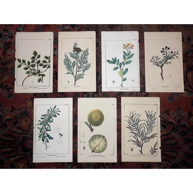 Printmaking Materials Antique 19th Century North AmericanTree Lithographs- Set of 7 For Sale - Image 7 of 8