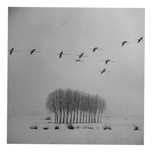 Rosa Basurto, Blanco 3, Black and White Photograph on Cotton Paper For Sale