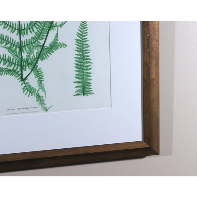 Henry Bradbury Nature-Printed Fern Botanical Prints, Set of Four, Framed For Sale - Image 11 of 18