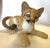 Vintage C1991 Lenox Smithsonian Institution 'Florida Panther Cub' Porcelain Figure For Sale - Image 10 of 13