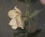1900 - 1909 Poppy and Anemone Still Life Floral Study in Oil on Linen by Karl Harald Alfred Broge For Sale - Image 5 of 10