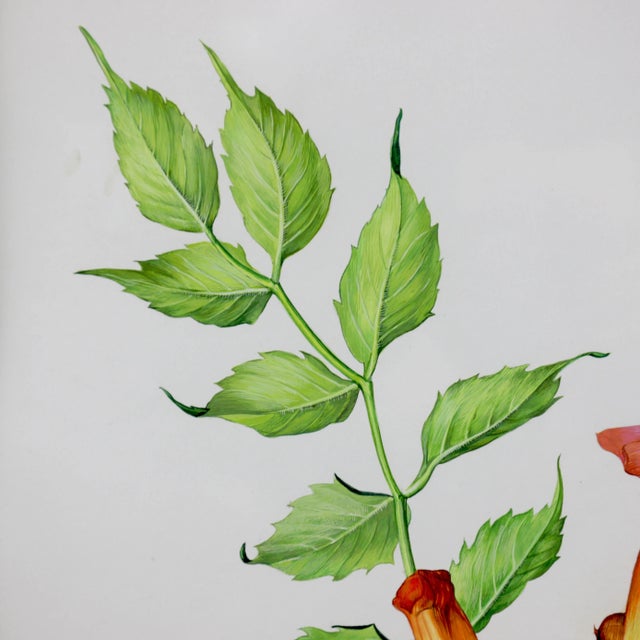 Vintage Hand-Painted Plant Specimen Watercolor Trumpet Creeper (With Frame). Signed in the Lower Right Corner For Sale In New York - Image 6 of 10