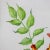 Vintage Hand-Painted Plant Specimen Watercolor Trumpet Creeper (With Frame). Signed in the Lower Right Corner For Sale In New York - Image 6 of 10