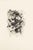Fruit - Original Etching by Michel Ciry - 1964 1964 For Sale