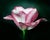 Botanical Photograph printed on Fine Art Paper