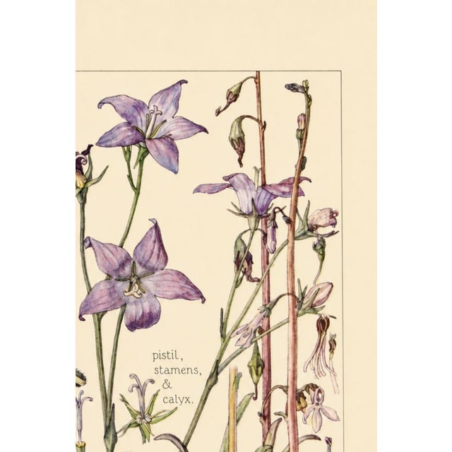 Contemporary Bell Flowers Plate 1, Vintage Botanical Art Print Reproduction, 20" X 30" For Sale - Image 3 of 12