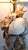 Lamp Seashells Shells For Sale - Image 16 of 17